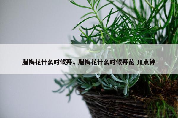 腊梅花什么时候开，腊梅花什么时候开花 几点钟