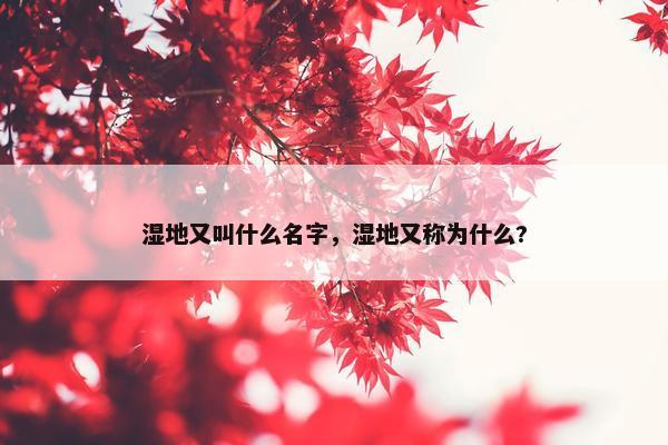 湿地又叫什么名字，湿地又称为什么?